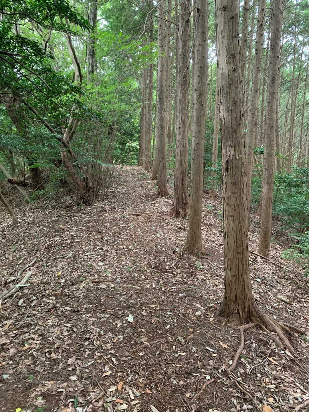 ここは良き道🩷