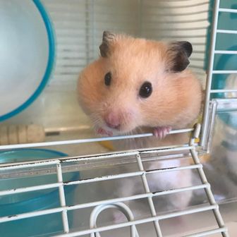 やす