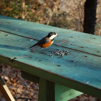 早速ヤマガラちゃんが来ました🐧