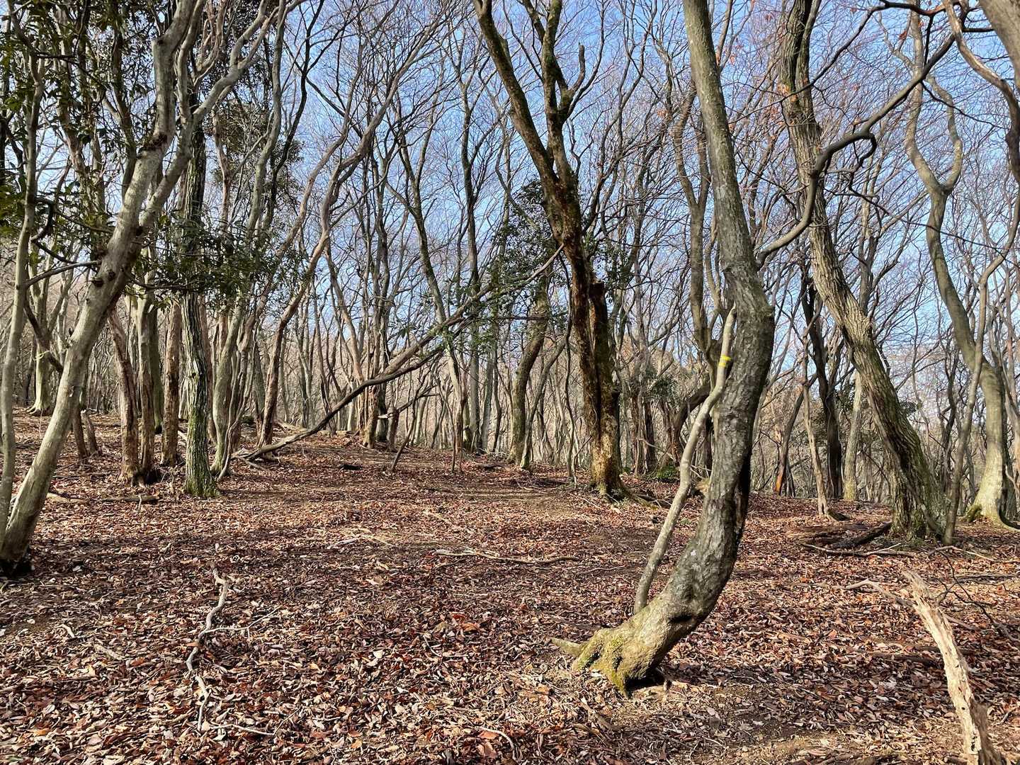 午前中は晴れ間ものぞいて明るい森