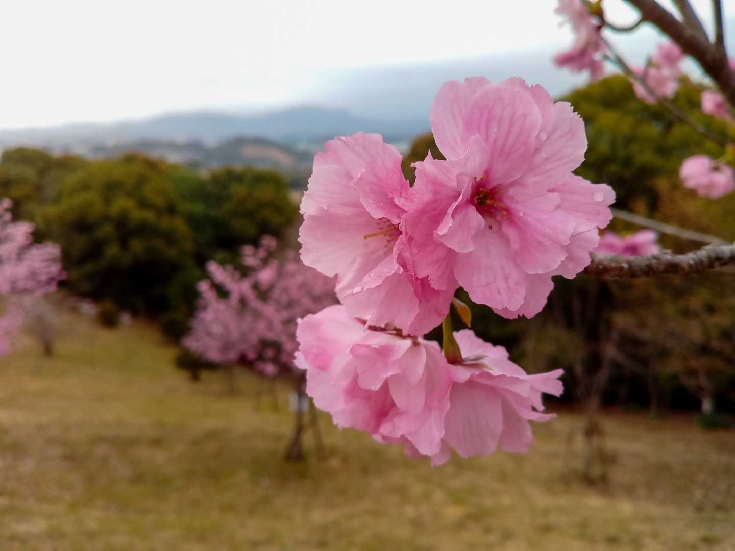 大将陣山（福岡県）の写真