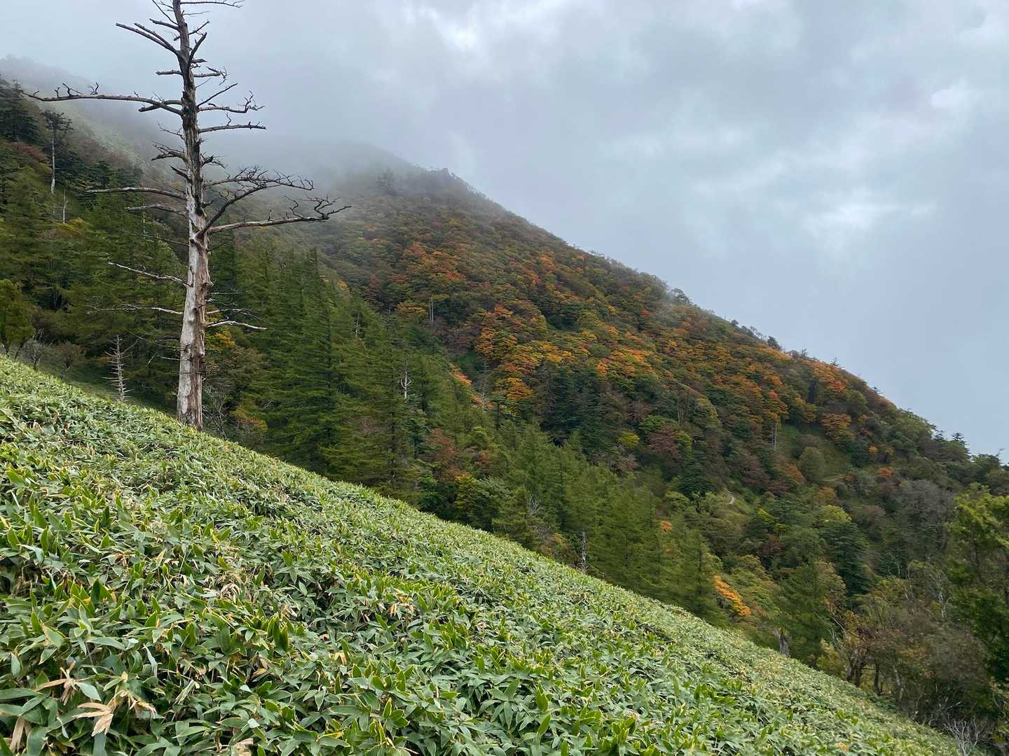 刀掛けの松で少し休憩☕️
振り返ると剣山の綺麗な紅葉が見えました🍁