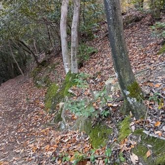 ここは右の急登へ頂上はすぐです