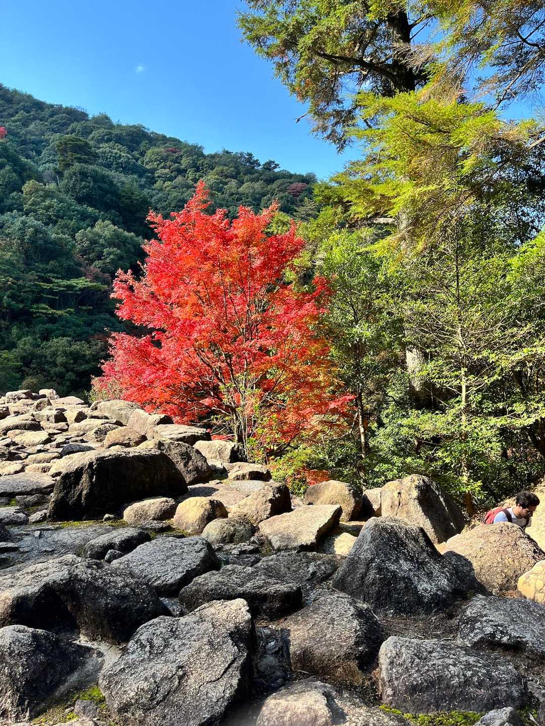 弥山登山道入口-紅葉谷橋-弥山 周回コースの写真