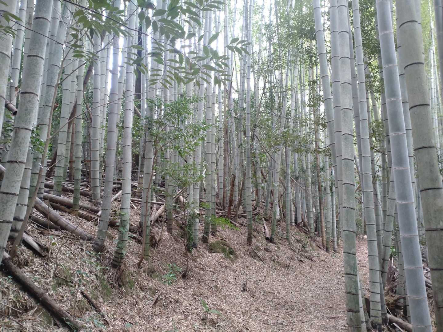 気持ち良い竹林を歩く