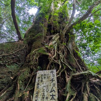 モッチョム太郎
胴周り13.5m