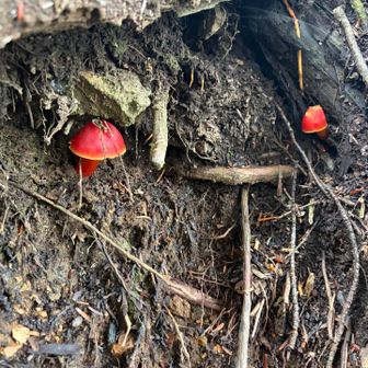 デンジャラスなキノコ🍄食べたらどうなる？
