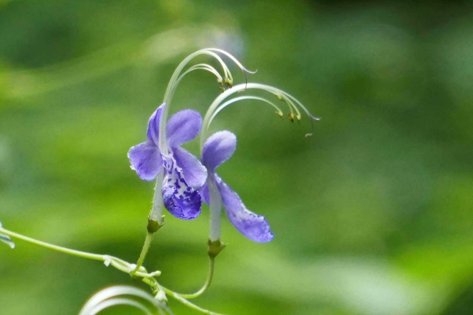 秋めいて
