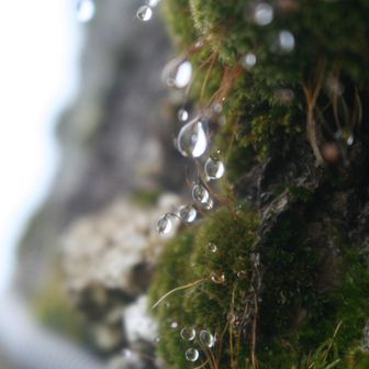 苔と雫