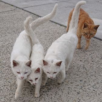 マリーフィッシュ