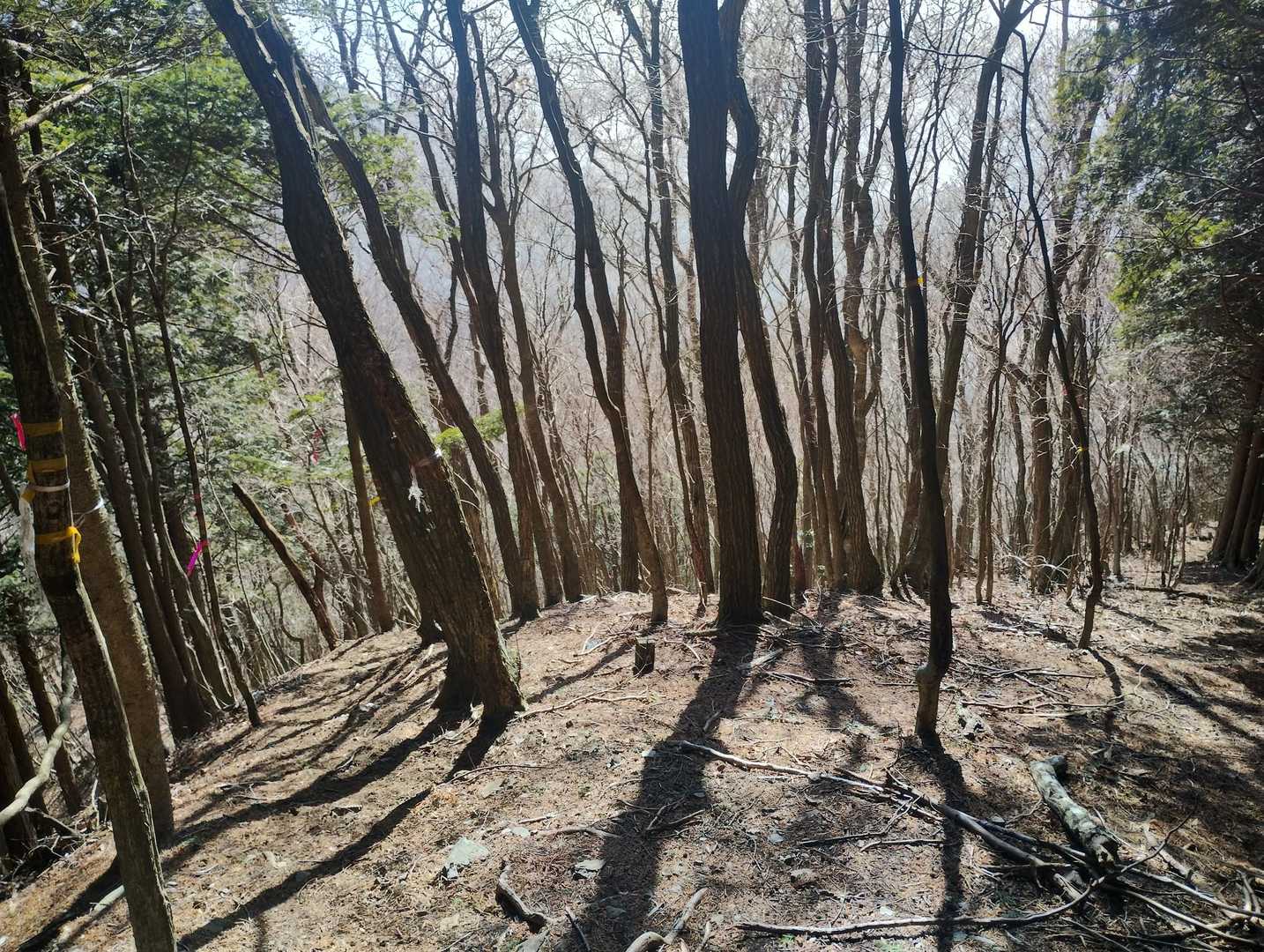 福見山-明神ヶ森 往復コースの写真