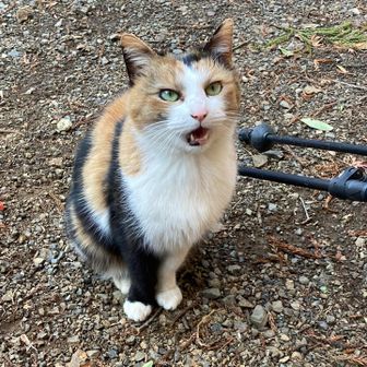 近寄って来ました