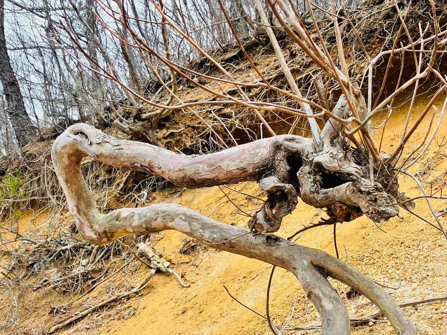 🐉龍のよう🐲