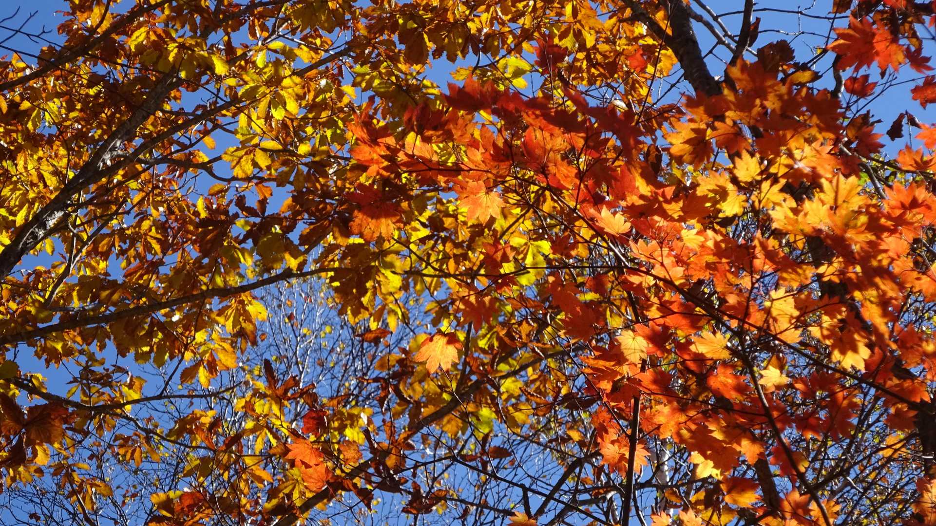 麓に近づくと紅葉が彩を増す。
