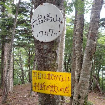 この黄色の見てみたかったやつ