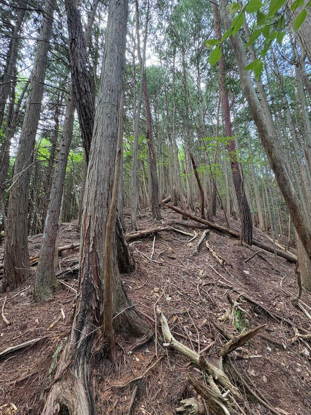 急登になってきた💦