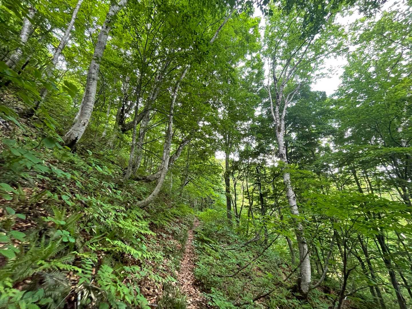 尖山-頭殿山 周回コースの写真