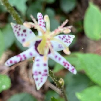 山路の杜鵑草（ヤマジノホトトギス）
２週間前までは登山道の両側を埋め尽くしていたのに、もう数輪しか残っていない🌸