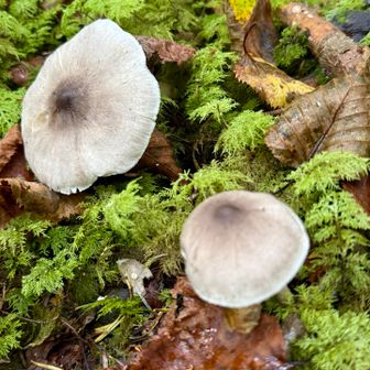 ネズミシメジ🍄。樹林帯の湿地帯なのか大きく育ったキノコばかり。キノコ推しの穴場かも？笑(iPhone)