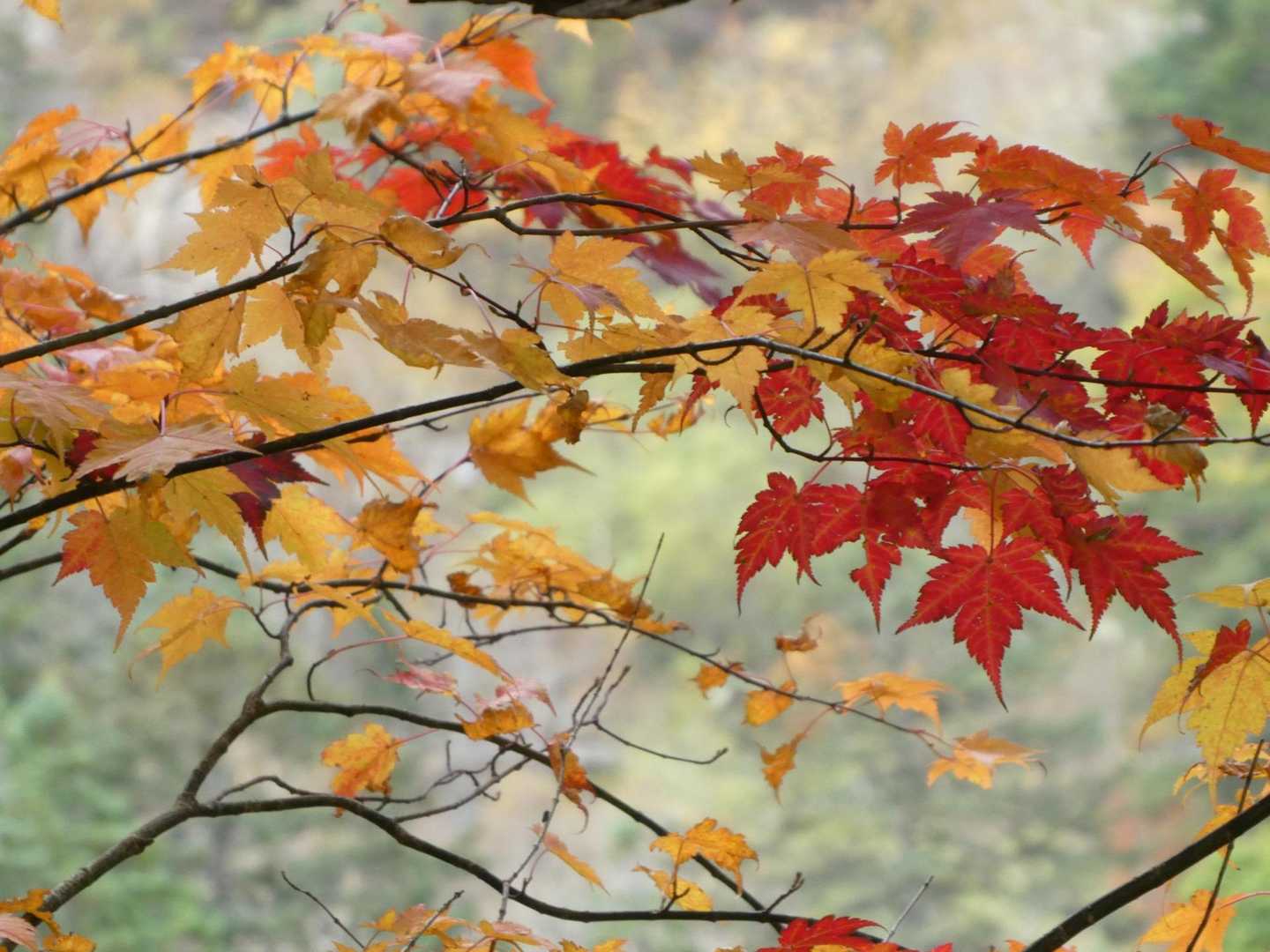 紅葉🍁