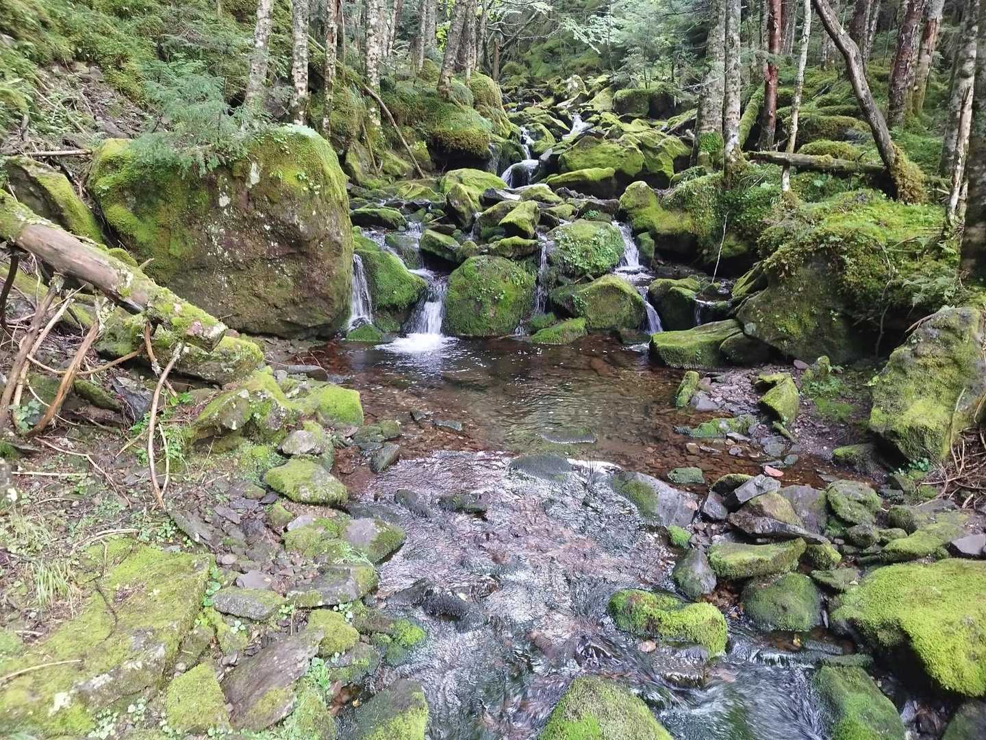 八ヶ岳らしい苔の沢