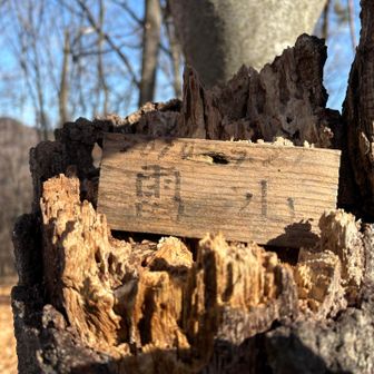 迷いながらも高いところを目指すと、あっという間に山頂✨小さな標識が木に置かれてた😊👏
🚩雷山　731m