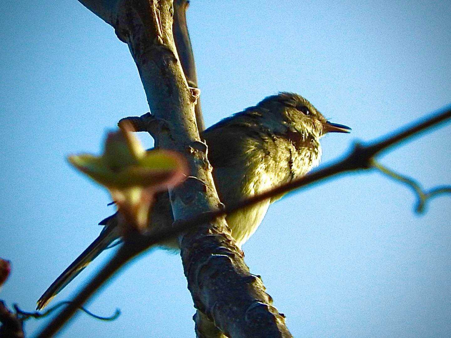 ウグイス🐦