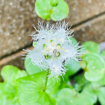 お花に期待👃