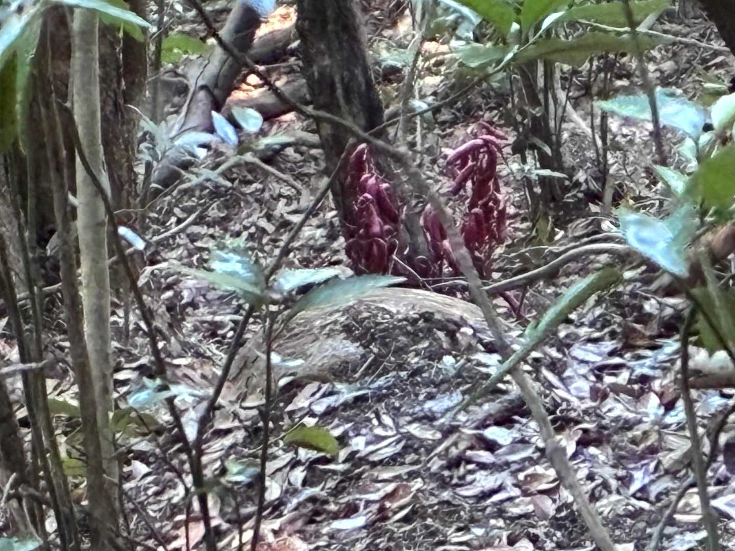 ツチアケビ、赤色から⤵️
