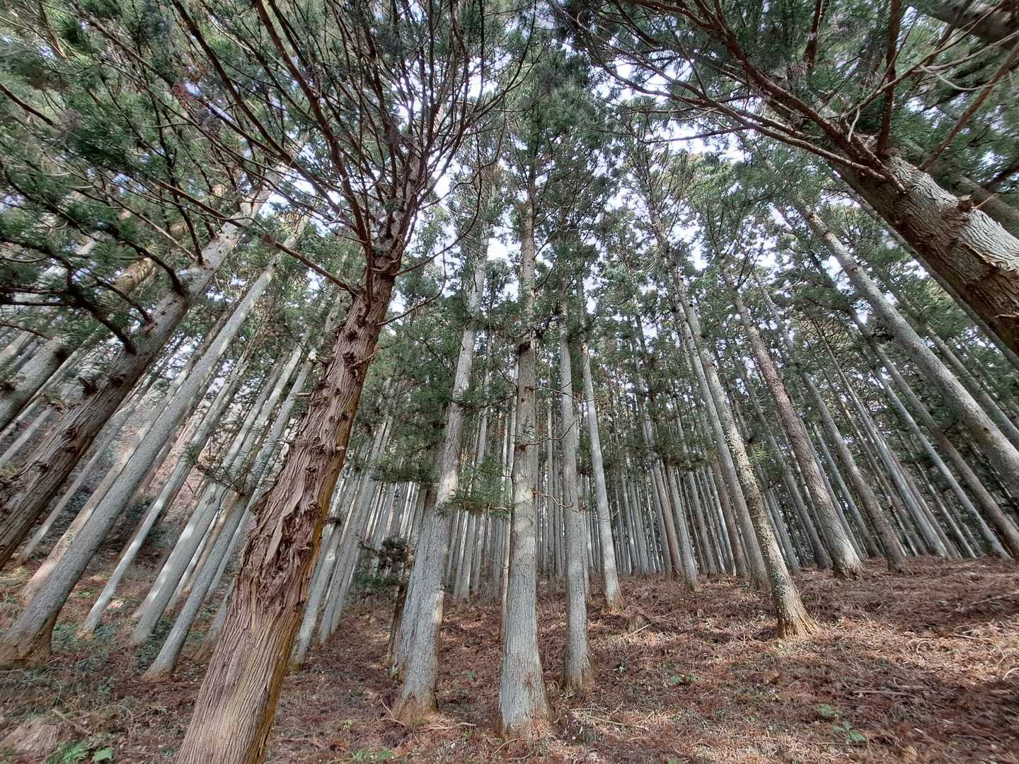 みんなまっすぐ🌲