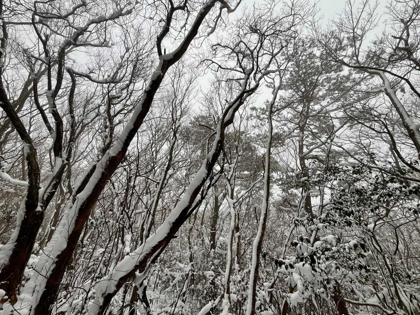 三郡山-頭巾山 周回コースの写真