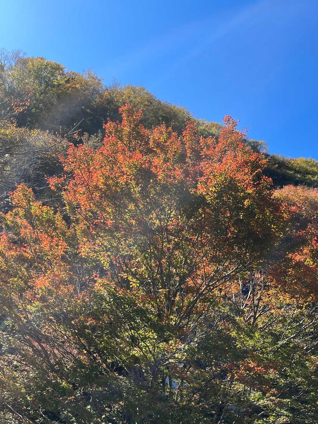 こま参道付近から紅葉綺麗