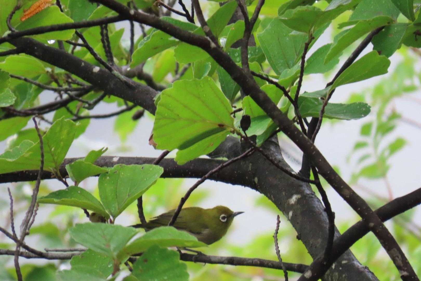 むむむ！
なんか、ピチュピチュ騒がしいと思ったら！
メジロちゃん🐦