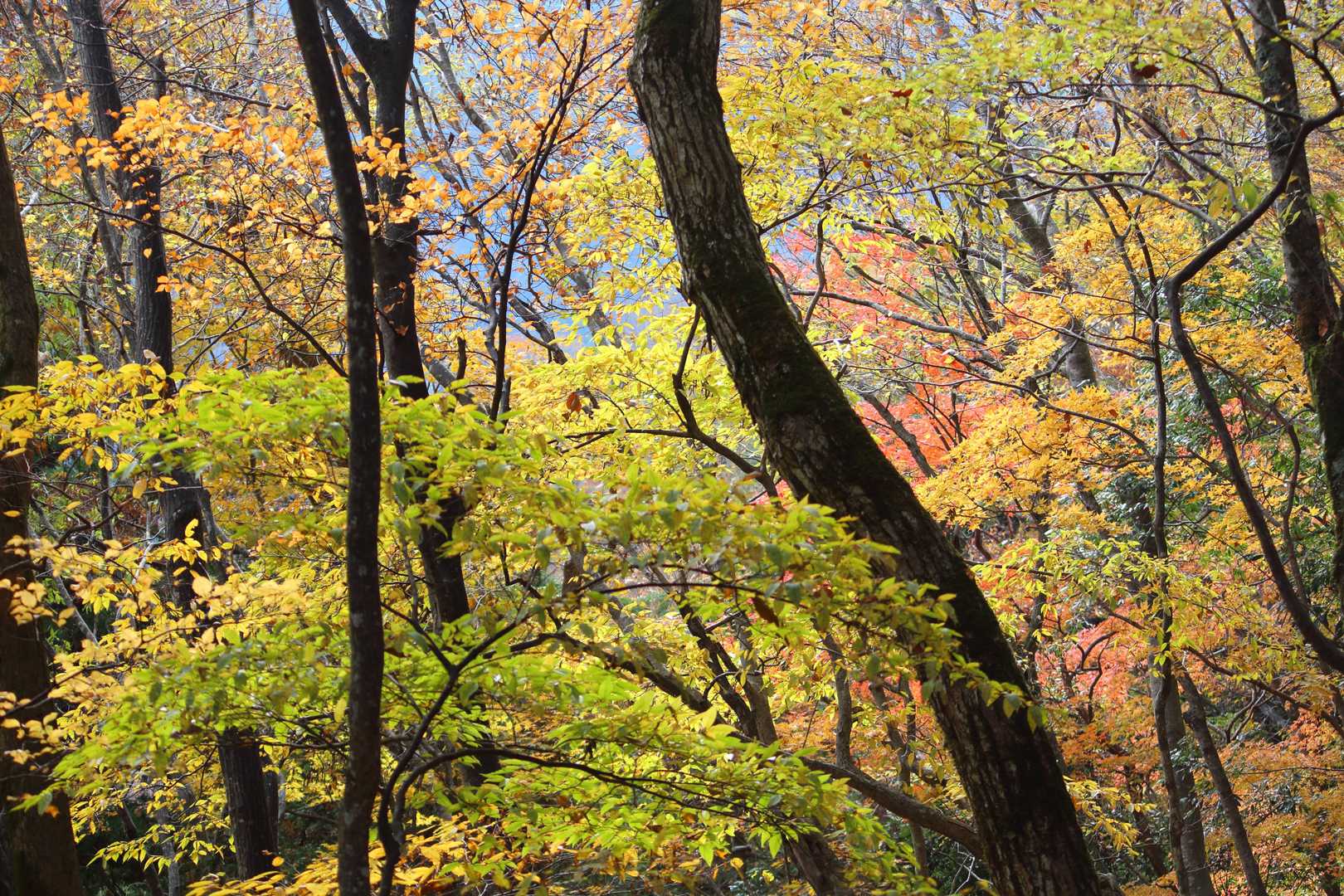 佐目自然公園登山口-高室山登山口-高室山 往復コースの写真