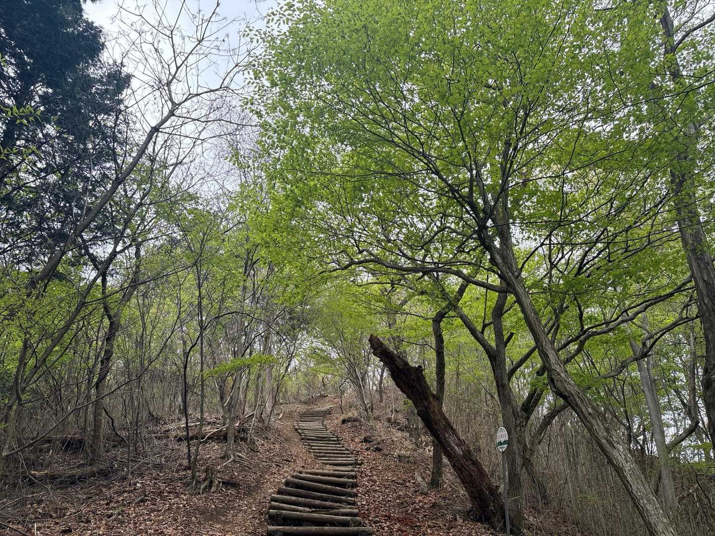 新緑に癒されます🌿🌿