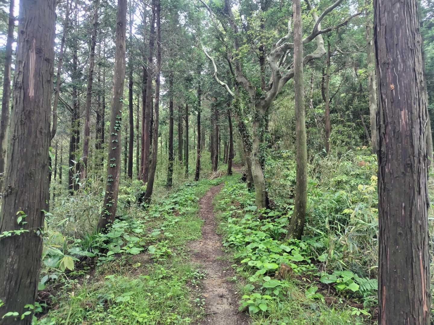 灘山登山口-灘山 縦走コースの写真