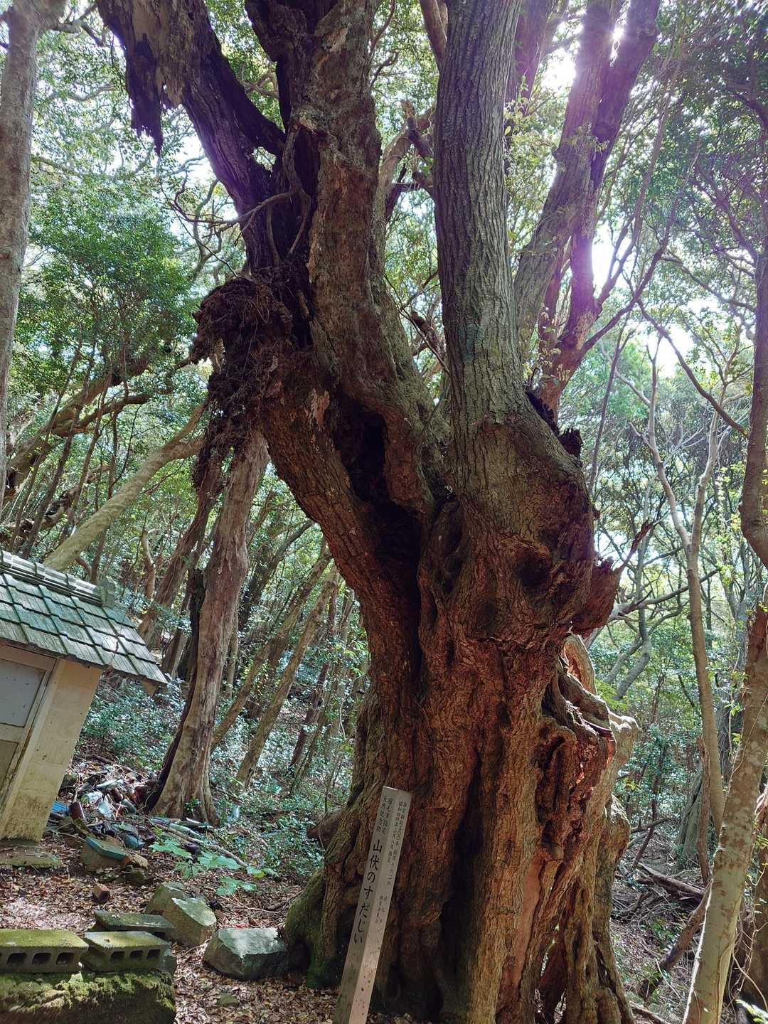 樹齢５００年だそうで🌳