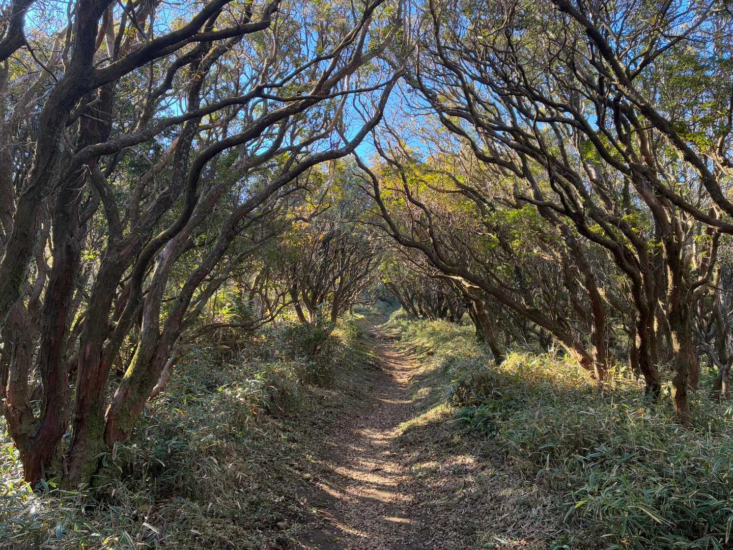 🌲🛣️🌲