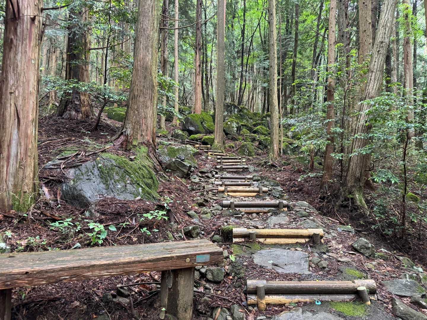 基本的に整備された林道をひたすらまっすぐ登ります。