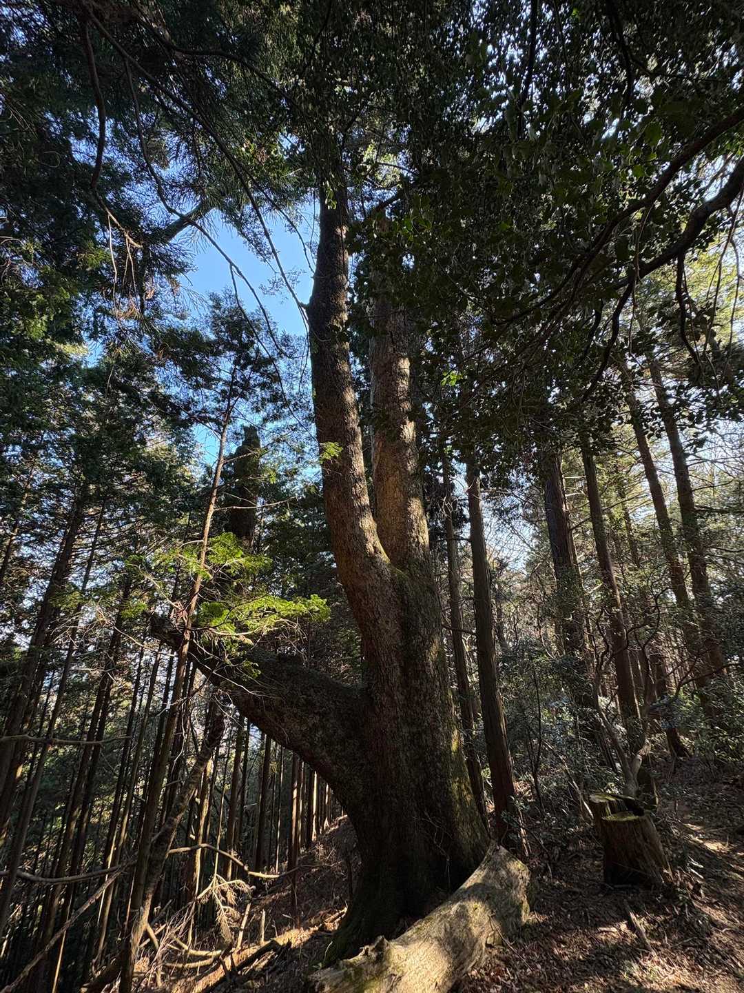 大きな木🌲