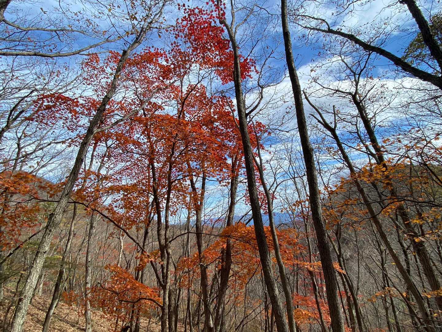 全体的に落葉しているので紅葉している木が目立ちます