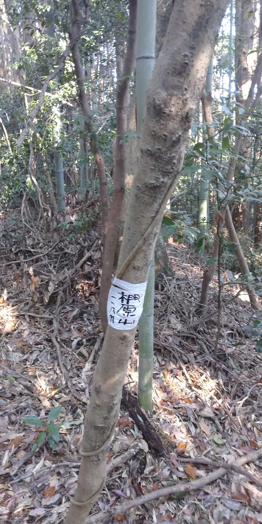 ピーク表示つけました