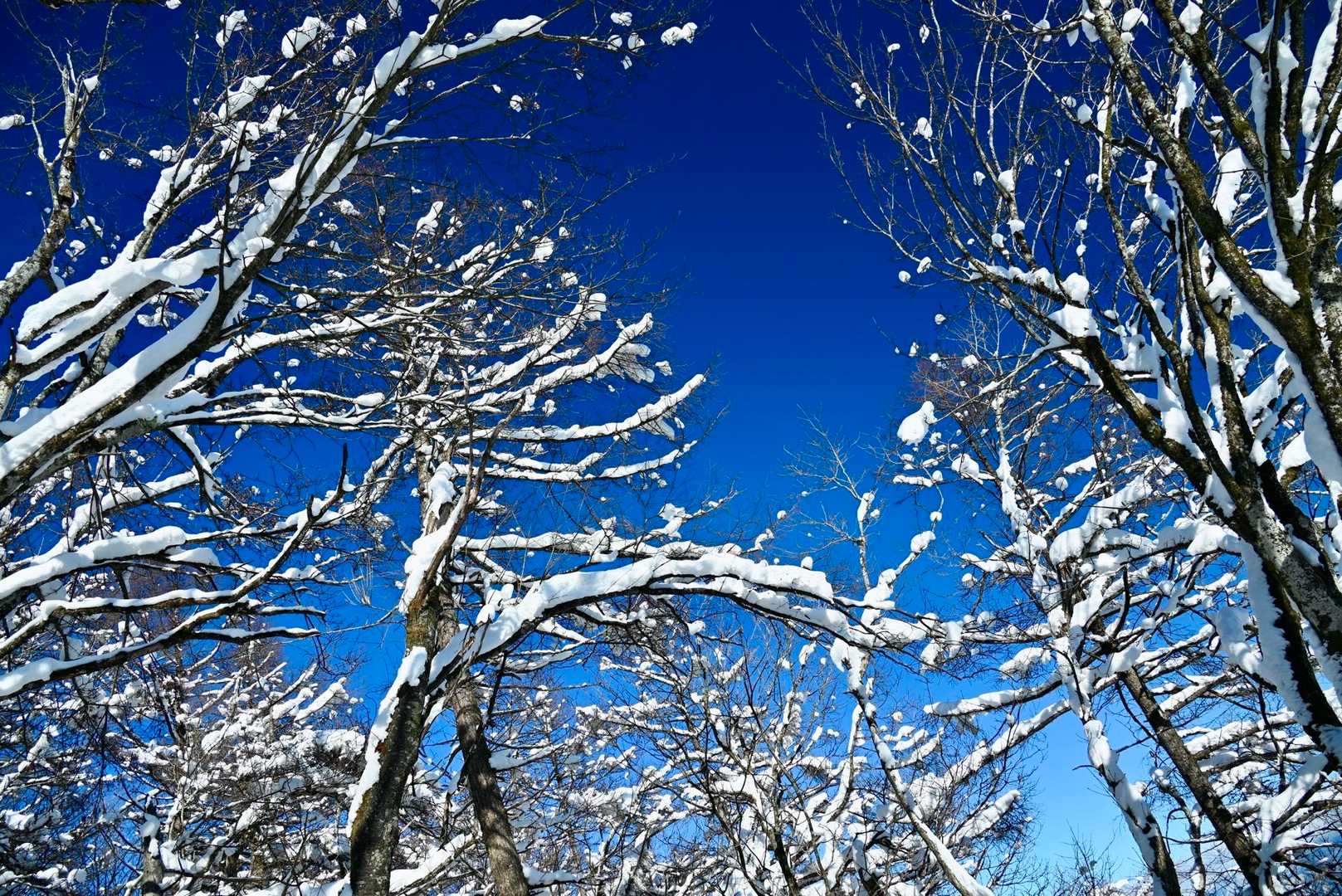 霧氷は落ちてしまったけど青空が素敵だ

もーちょい早い時間にスタートすりゃ更に
綺麗だったでしょうね

駐車場で30分くらいロスしたからなぁ