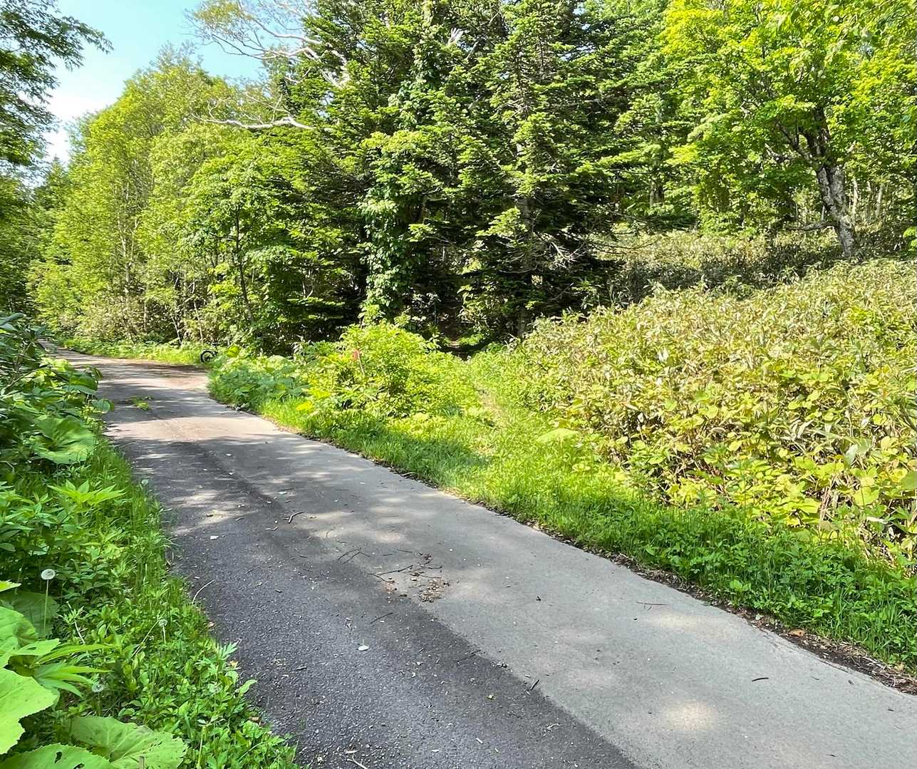 作業道に合流。軽トラとバイクが通過してました。ここからグッと傾斜が強くなり出し、アップダウンも多くなって長い道のりに。更に暑さも増してきてガマンの時間が続きました💦