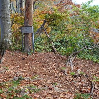 黄連の水の案内
左に行くと下山ルート
右に行くと黄連の水