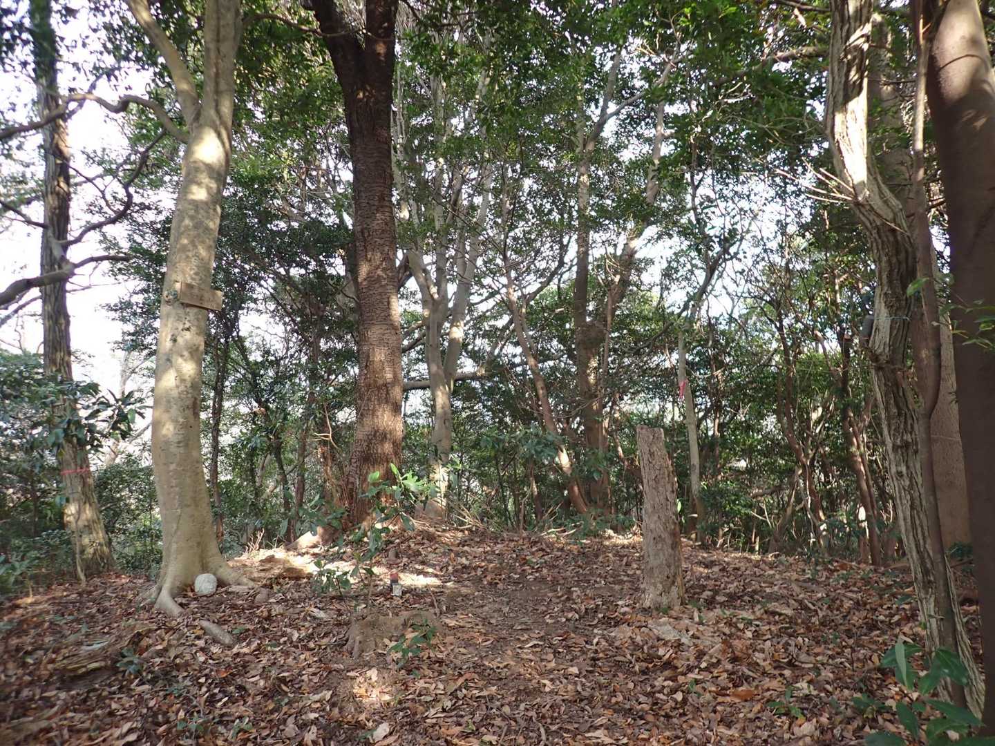 多々良山 往復コースの写真