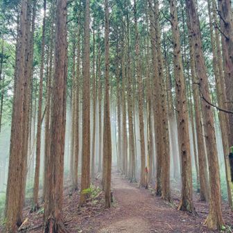 なになに？
急に霧の中😶‍🌫️幻想的
…でもちょっと怖かった😳