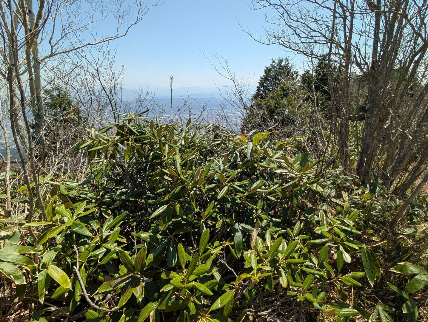 ここのシャクナゲには 蕾がほとんど付いていない　蕾が見られない場所が結構見られた