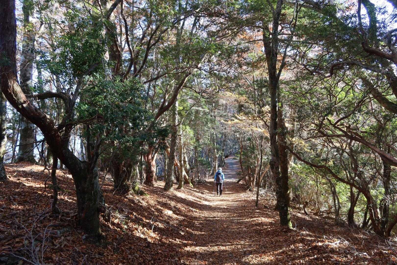 落ち葉の🍂気持ちいい道