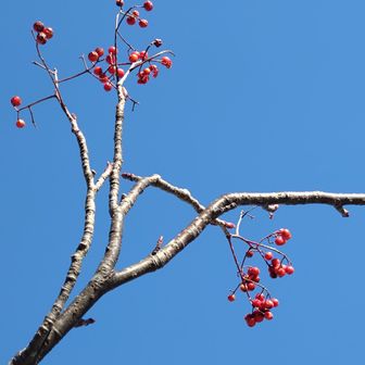 青空に映える赤い実🔴

北陸でこんな青空💙は貴重✨️
でも雪で真っ白な獅子吼も好き💕
今期の積雪量はどうかな😄

最後まで見ていただき
ありがとうございました☺️
皆さまに幸多からんことを
願っています🙏